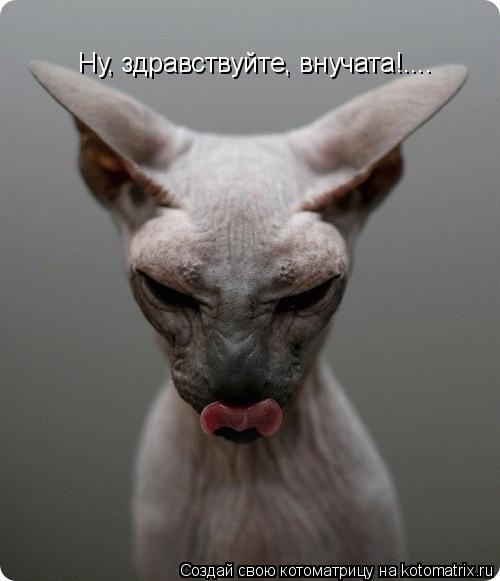 Ну, здравствуйте, внучата!....... Котоматрица: Ну, здравствуйте, внучата!....