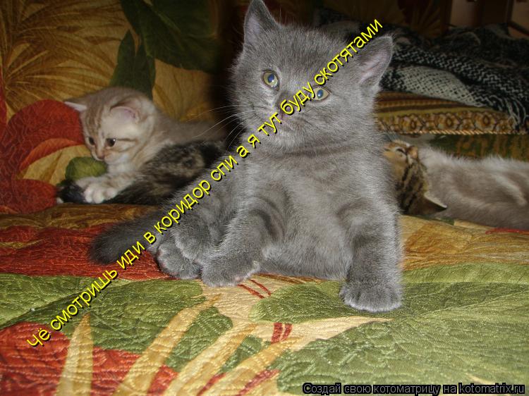 Чё смотришь иди в коридор спи а я тут буду скотятами... Котоматрица: Чё смотришь иди в коридор спи а я тут буду скотятами