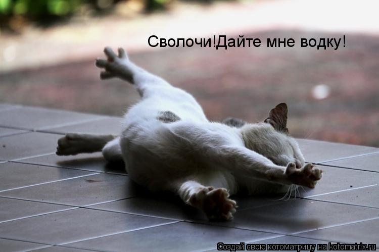 Сволочи!Дайте мне водку!... Котоматрица: Сволочи!Дайте мне водку!
