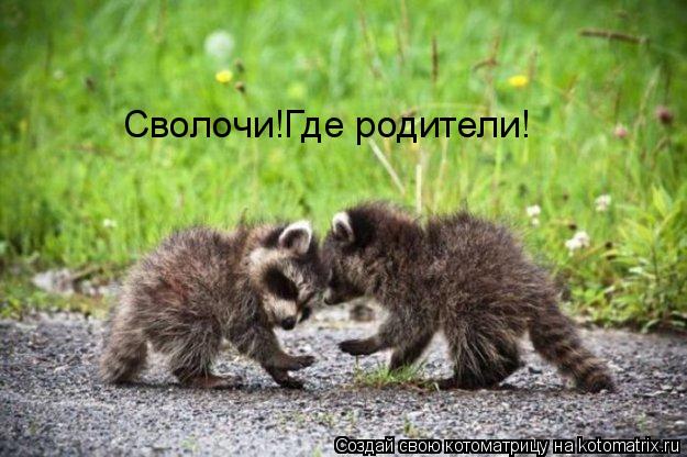 Сволочи!Где родители!... Котоматрица: Сволочи!Где родители!
