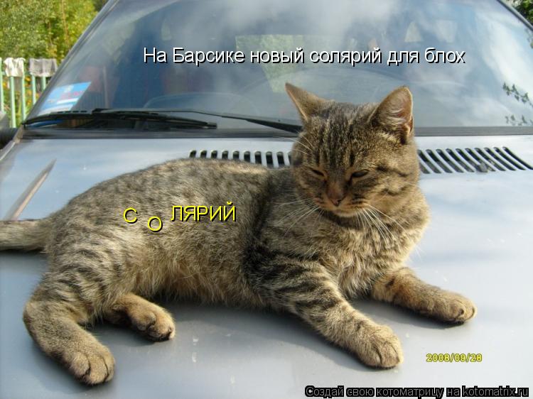 На Барсике новый солярий для блох С О ЛЯРИЙ... Котоматрица: На Барсике новый солярий для блох С О ЛЯРИЙ