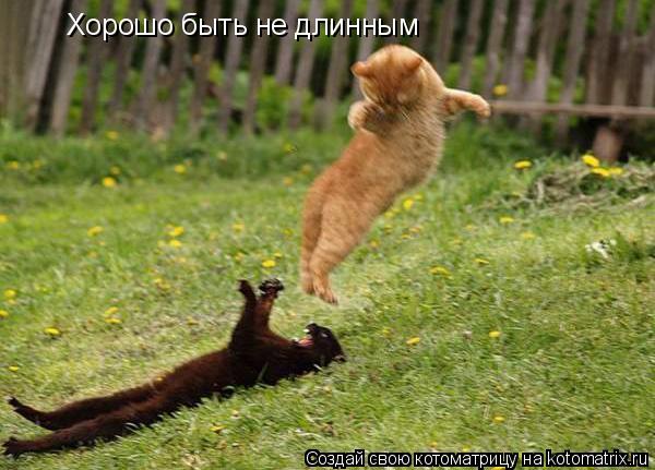 Хорошо быть не длинным... Котоматрица: Хорошо быть не длинным