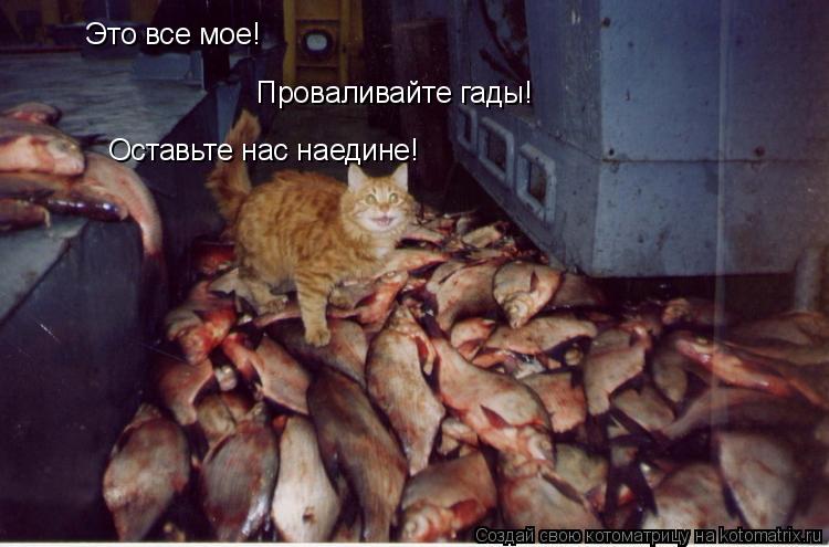 Это все мое! Проваливайте гады! Оставьте нас наедине!... Котоматрица: Это все мое! Проваливайте гады! Оставьте нас наедине!