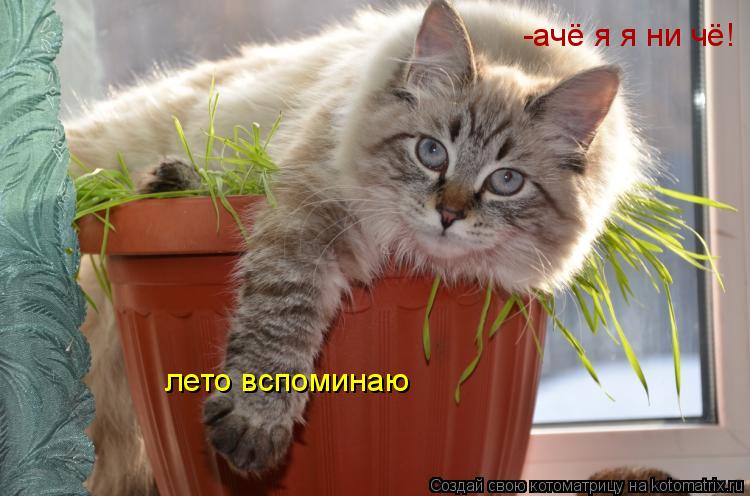 -ачё я я ни чё! лето вспоминаю... Котоматрица: -ачё я я ни чё! лето вспоминаю