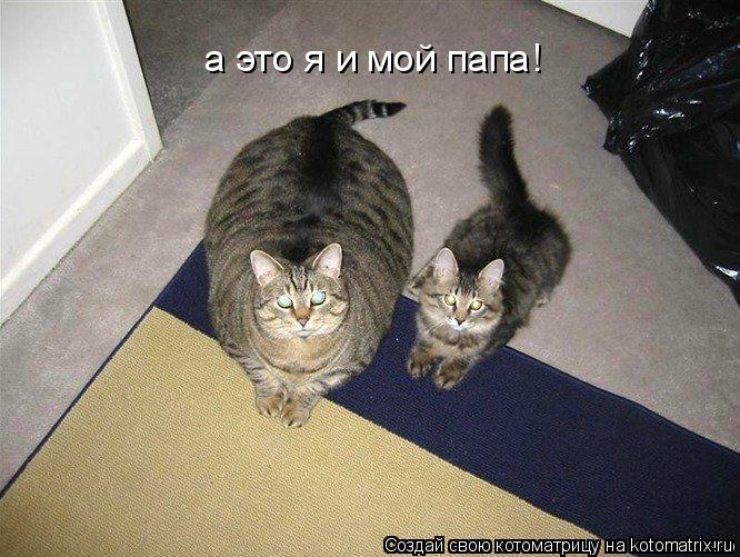 а это я и мой папа!... Котоматрица: а это я и мой папа!