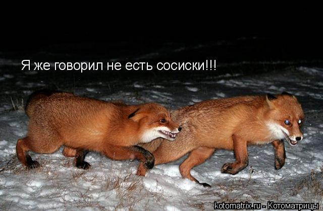 Я же говорил не есть сосиски!!! Я же говорил не есть сосиски!!!... Котоматрица: Я же говорил не есть сосиски!!! Я же говорил не есть сосиски!!!