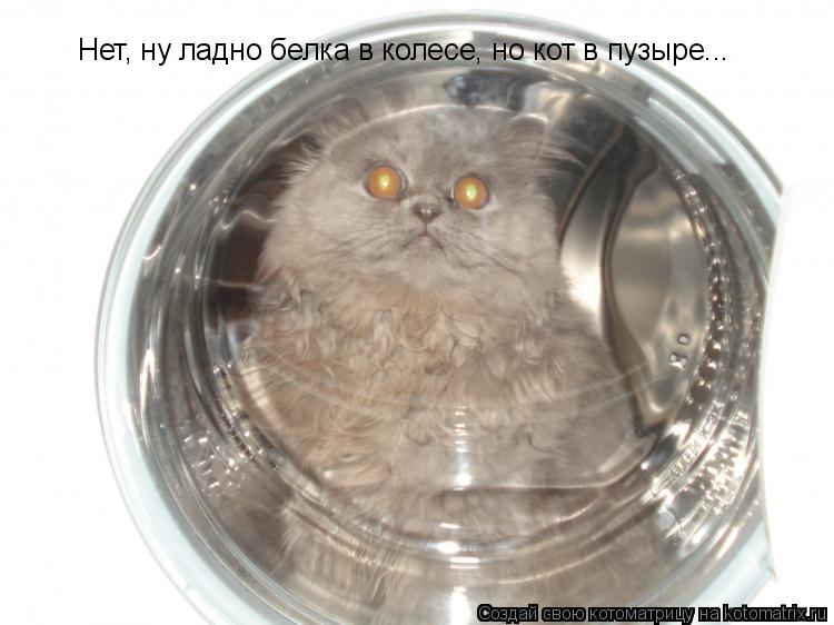 Нет, ну ладно белка в колесе, но кот в пузыре...... Котоматрица: Нет, ну ладно белка в колесе, но кот в пузыре...