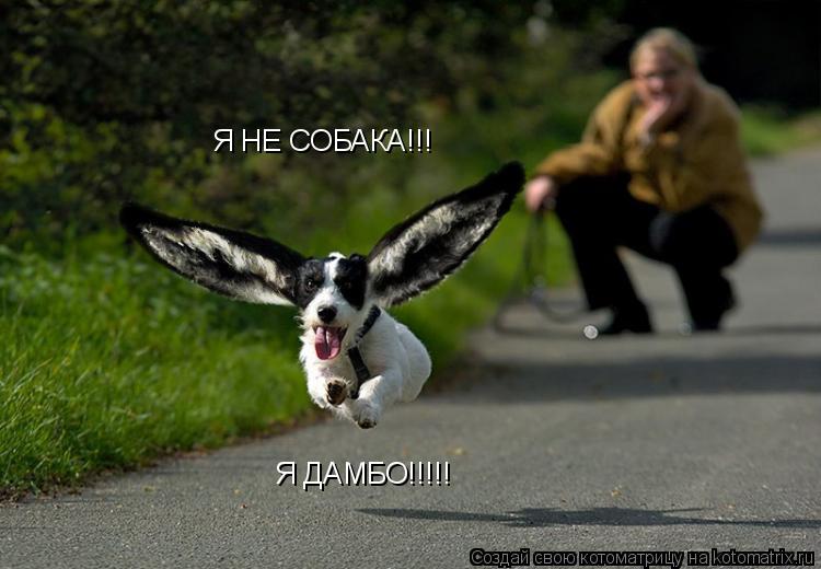 Я НЕ СОБАКА!!! Я ДАМБО!!!!!... Котоматрица: Я НЕ СОБАКА!!! Я ДАМБО!!!!!