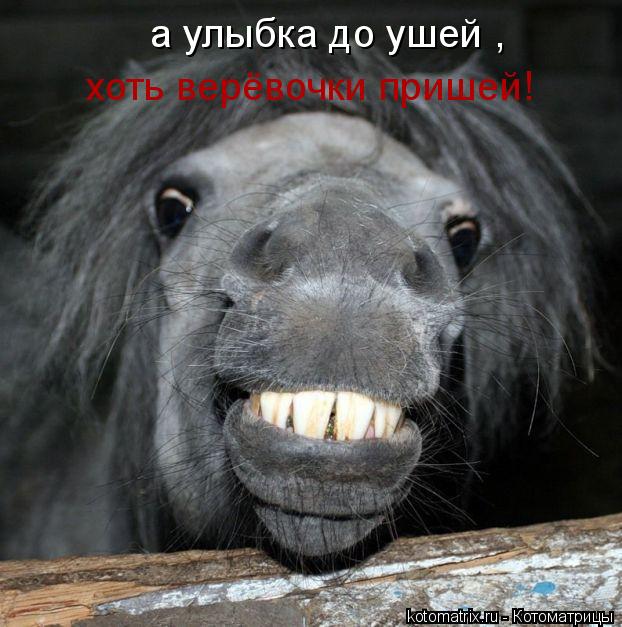 а улыбка до ушей , хоть верёвочки пришей!... Котоматрица: а улыбка до ушей , хоть верёвочки пришей!