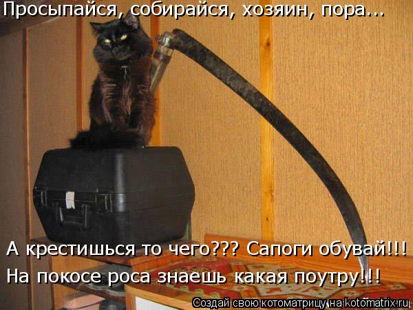 А крестишься то чего??? Сапоги обувай!!! На покосе роса знаешь какая поутру!!! Просыпайся, собирайся,... Котоматрица: А крестишься то чего??? Сапоги обувай!!! На покосе роса знаешь какая поутру!!! Просыпайся, собирайся, хозяин, пора...