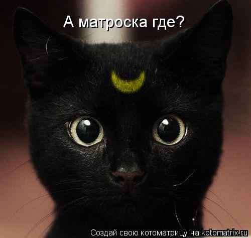 А матроска где?... Котоматрица: А матроска где?