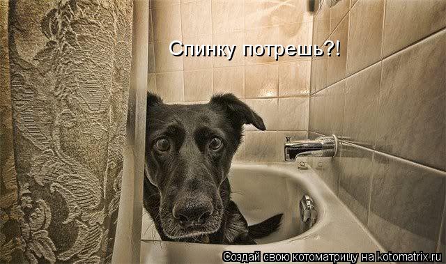 Спинку потрешь?!... Котоматрица: Спинку потрешь?!