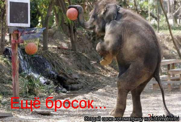 Ещё бросок...... Котоматрица: Ещё бросок...