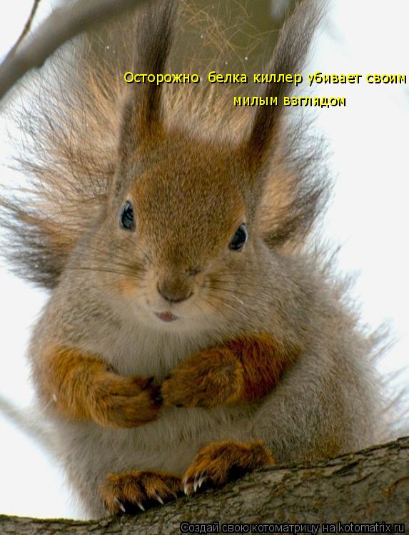 Осторожно белка киллер убивает своим милым взглядом милым взглядом... Котоматрица: Осторожно белка киллер убивает своим милым взглядом милым взглядом