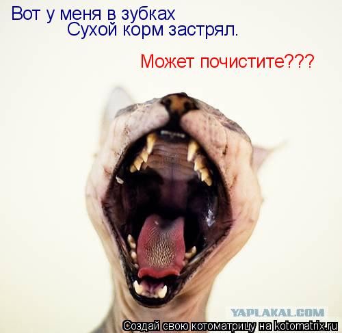 Вот у меня в зубках Сухой корм застрял. Может почистите???... Котоматрица: Вот у меня в зубках Сухой корм застрял. Может почистите???