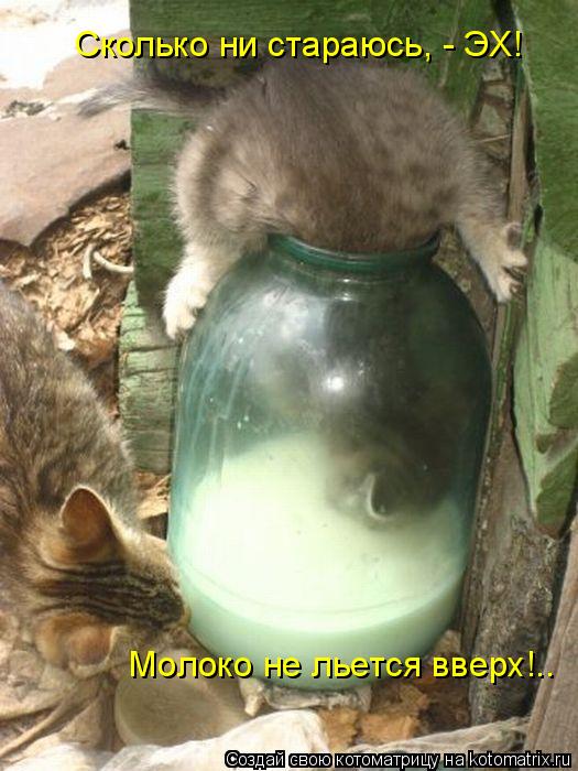 Сколько ни стараюсь, - ЭХ! Молоко не льется вверх!..... Котоматрица: Сколько ни стараюсь, - ЭХ! Молоко не льется вверх!..
