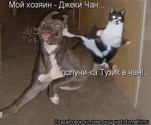 Мой хозяин - Джеки Чан... получи-ка Тузик в чан!..... Котоматрица: Мой хозяин - Джеки Чан... получи-ка Тузик в чан!..