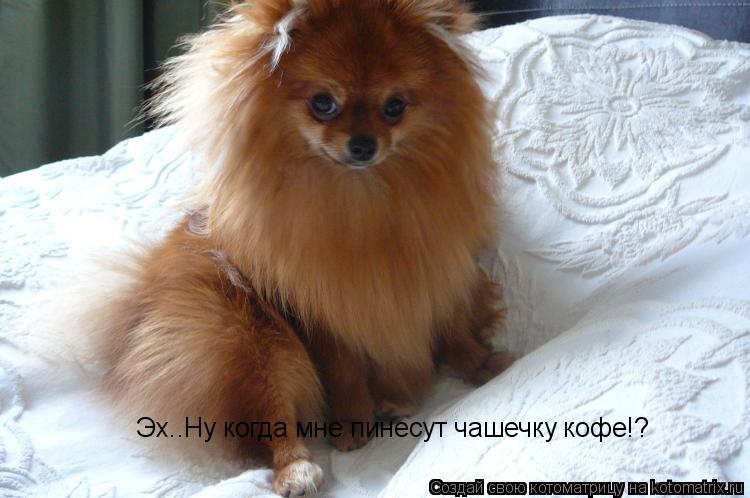 Эх..Ну когда мне пинесут чашечку кофе!?... Котоматрица: Эх..Ну когда мне пинесут чашечку кофе!?