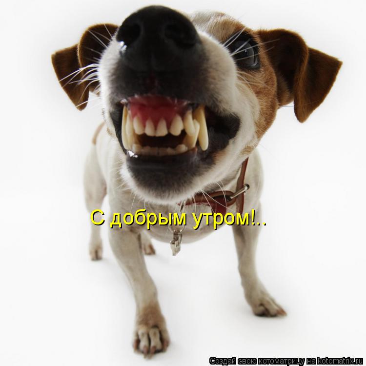 С добрым утром!..... Котоматрица: С добрым утром!..