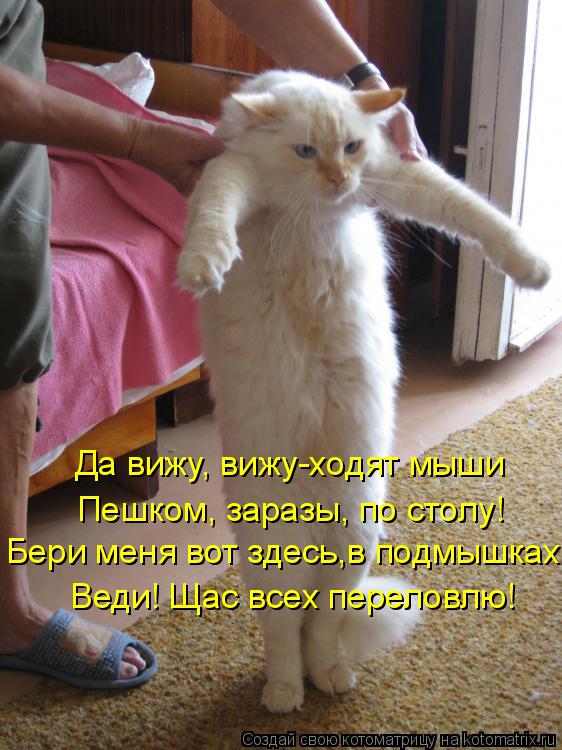 Котоматрица: Да вижу, вижу-ходят мыши Пешком, заразы, по столу! Бери меня вот здесь,в подмышках Веди! Щас всех переловлю!