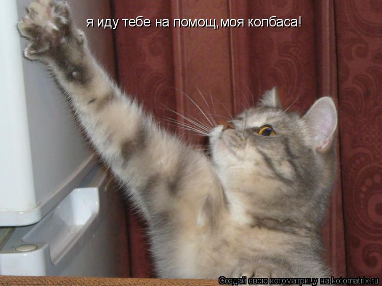 я иду тебе на помощ,моя колбаса!... Котоматрица: я иду тебе на помощ,моя колбаса!