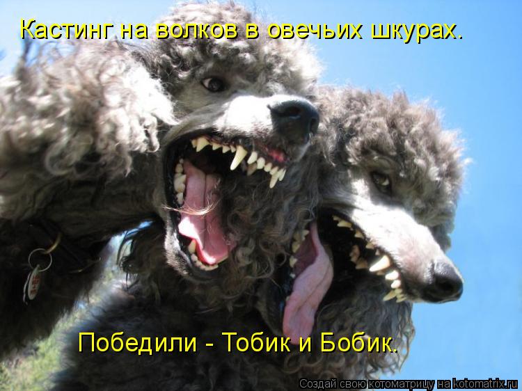 Кастинг на волков в овечьих шкурах. Победили - Тобик и Бобик.... Котоматрица: Кастинг на волков в овечьих шкурах. Победили - Тобик и Бобик.