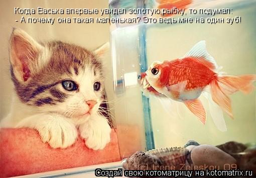Когда Васька впервые увидел золотую рыбку, то подумал: Когда Васька впервые увидел золотую рыбку, то ... Котоматрица: Когда Васька впервые увидел золотую рыбку, то подумал: Когда Васька впервые увидел золотую рыбку, то подумал: - А почему она такая маленькая?