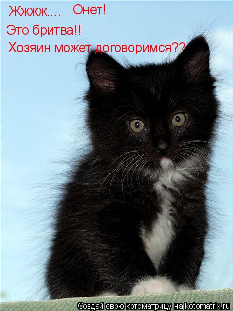 Жжжж.... Онет! Это бритва!! Хозяин может договоримся??... Котоматрица: Жжжж.... Онет! Это бритва!! Хозяин может договоримся??