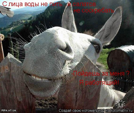 С лица воды не пить...и салатов не соскребать -Пойдешь за меня ? Я работящий!... Котоматрица: С лица воды не пить...и салатов не соскребать -Пойдешь за меня ? Я работящий!