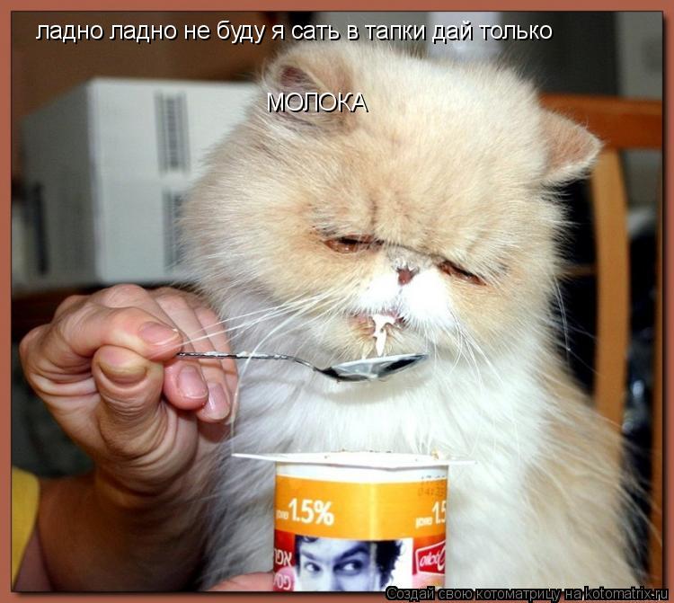 ладно ладно не буду я сать в тапки дай только МОЛОКА... Котоматрица: ладно ладно не буду я сать в тапки дай только МОЛОКА