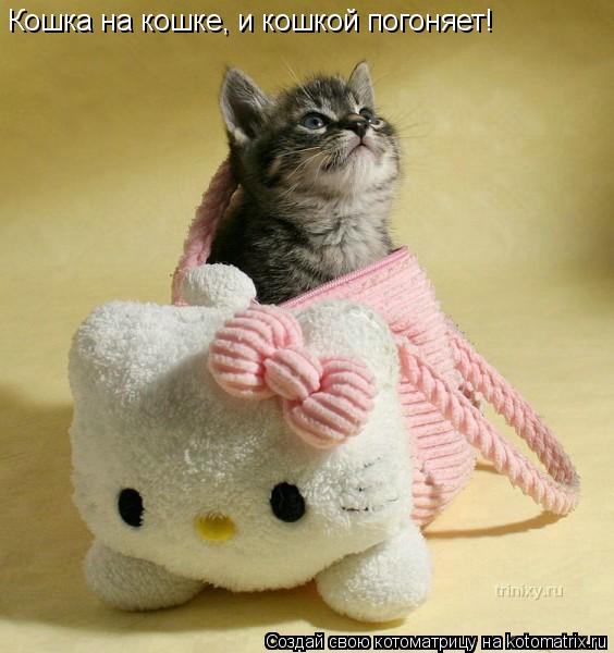 Кошка на кошке, и кошкой погоняет!... Котоматрица: Кошка на кошке, и кошкой погоняет!