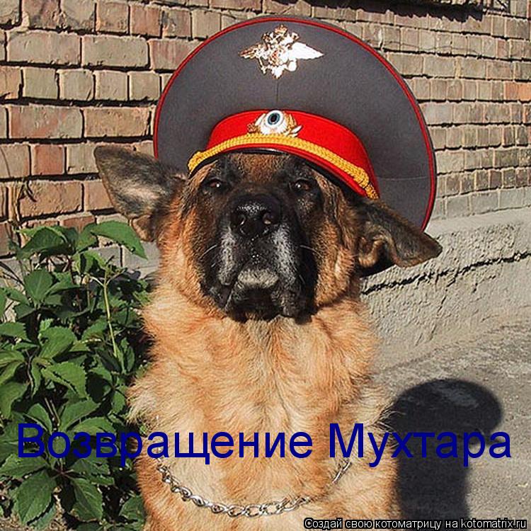 Возвращение Мухтара... Котоматрица: Возвращение Мухтара
