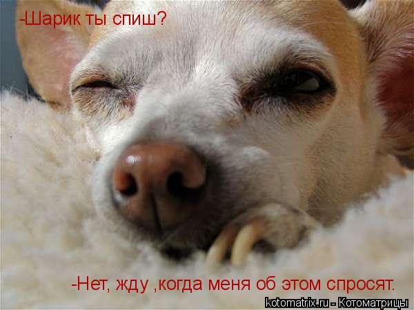 -Шарик ты спиш? -Нет, жду ,когда меня об этом спросят.... Котоматрица: -Шарик ты спиш? -Нет, жду ,когда меня об этом спросят.