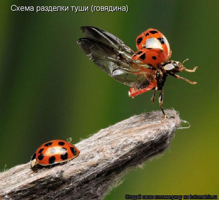 Схема разделки туши (говядина)... Котоматрица: Схема разделки туши (говядина)