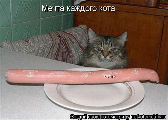 Мечта каждого кота мечта... Котоматрица: Мечта каждого кота мечта
