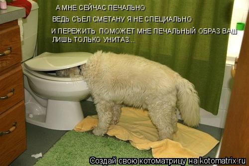 А МНЕ СЕЙЧАС ПЕЧАЛЬНО ВЕДЬ СЪЕЛ СМЕТАНУ Я НЕ СПЕЦИАЛЬНО И ПЕРЕЖИТЬ ПОМОЖЕТ МНЕ ПЕЧАЛЬНЫЙ ОБРАЗ ВАШ ... Котоматрица: А МНЕ СЕЙЧАС ПЕЧАЛЬНО ВЕДЬ СЪЕЛ СМЕТАНУ Я НЕ СПЕЦИАЛЬНО И ПЕРЕЖИТЬ ПОМОЖЕТ МНЕ ПЕЧАЛЬНЫЙ ОБРАЗ ВАШ ЛИШЬ ТОЛЬКО УНИТАЗ...