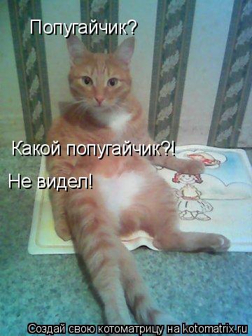 Попугайчик? Какой попугайчик?! Не видел!... Котоматрица: Попугайчик? Какой попугайчик?! Не видел!
