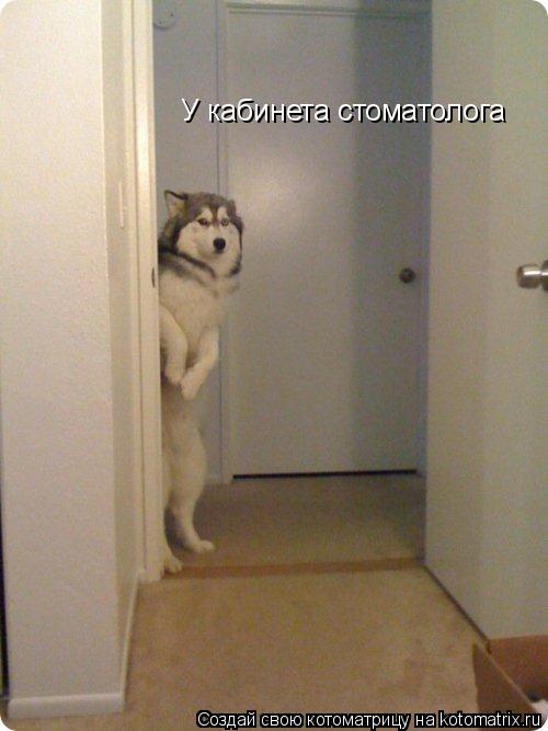 У кабинета стоматолога... Котоматрица: У кабинета стоматолога