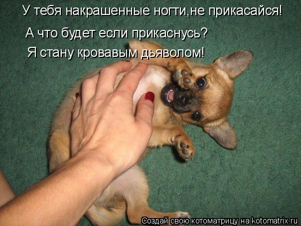 У тебя накрашенные ногти,не прикасайся! А что будет если прикаснусь? Я стану кровавым дьяволом!... Котоматрица: У тебя накрашенные ногти,не прикасайся! А что будет если прикаснусь? Я стану кровавым дьяволом!