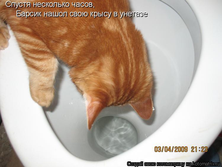 Спустя несколько часов, Барсик нашол свою крысу в унетазе... Котоматрица: Спустя несколько часов, Барсик нашол свою крысу в унетазе
