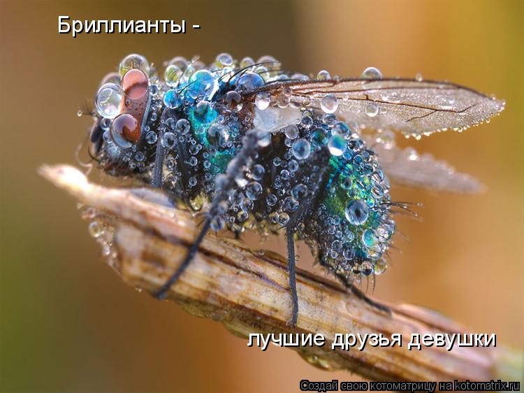 Бриллианты - лучшие друзья девушки... Котоматрица: Бриллианты - лучшие друзья девушки