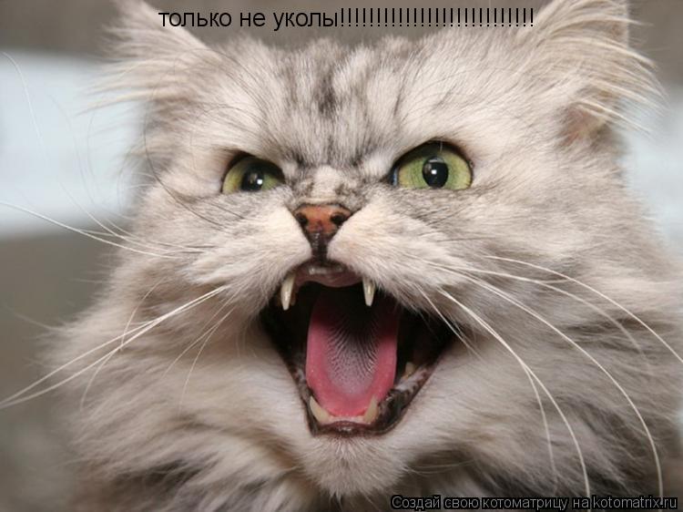 только не уколы!!!!!!!!!!!!!!!!!!!!!!!!!!!... Котоматрица: только не уколы!!!!!!!!!!!!!!!!!!!!!!!!!!!