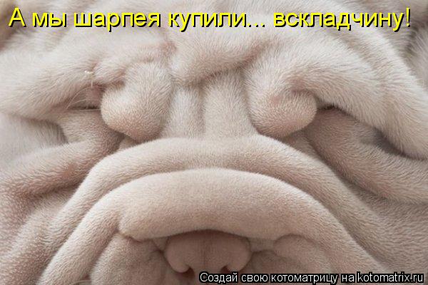 А мы шарпея купили... вскладчину!... Котоматрица: А мы шарпея купили... вскладчину!
