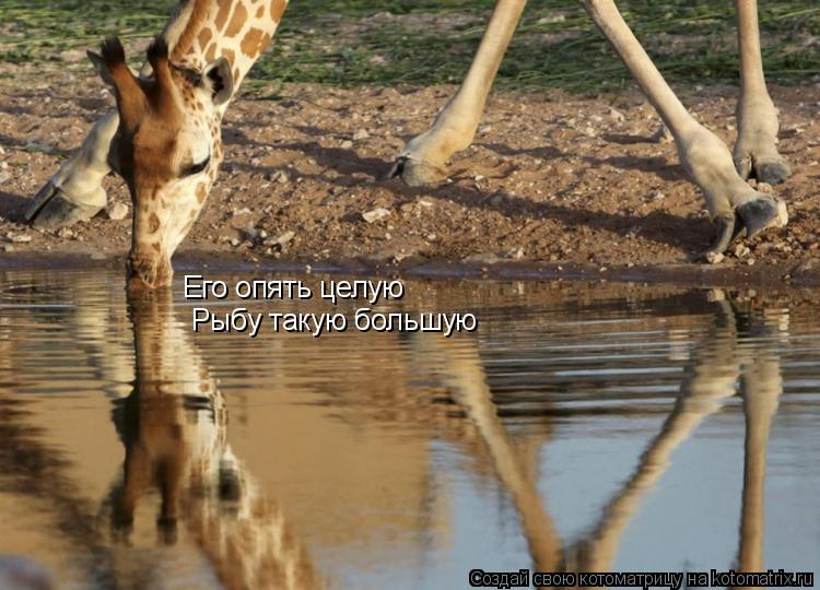 Его опять целую Рыбу такую большую... Котоматрица: Его опять целую Рыбу такую большую