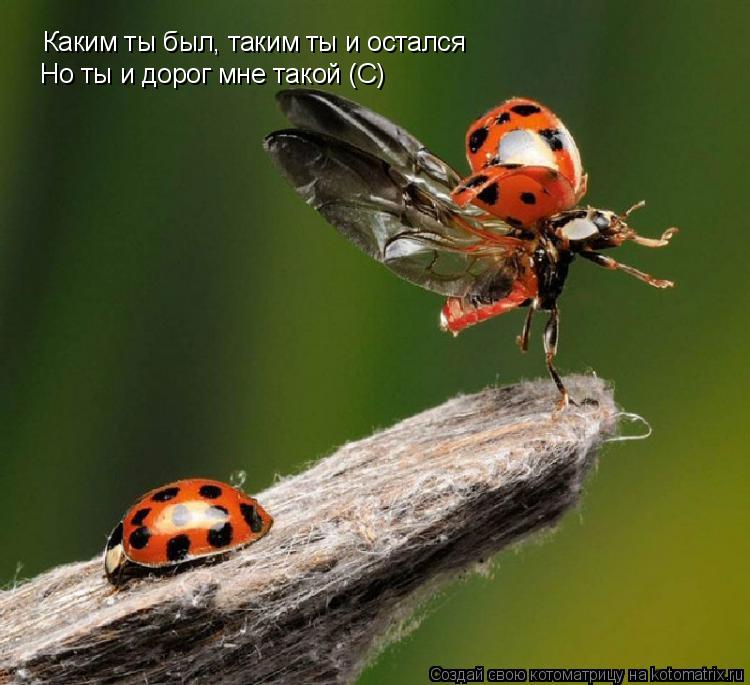 Каким ты был, таким ты и остался Но ты и дорог мне такой (С)... Котоматрица: Каким ты был, таким ты и остался Но ты и дорог мне такой (С)