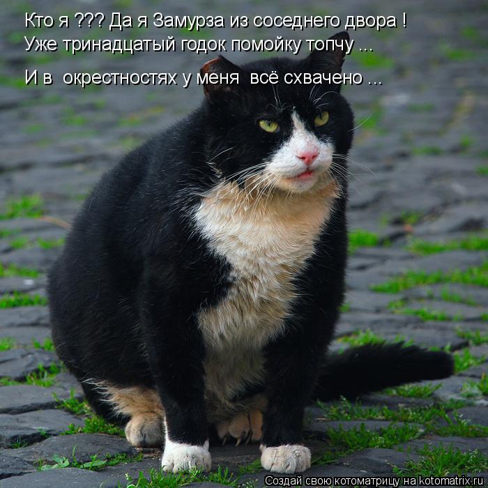 Кто я ??? Да я Замурза из соседнего двора ! Уже тринадцатый годок помойку топчу ... И в окрестностях... Котоматрица: Кто я ??? Да я Замурза из соседнего двора ! Уже тринадцатый годок помойку топчу ... И в окрестностях у меня всё схвачено ...
