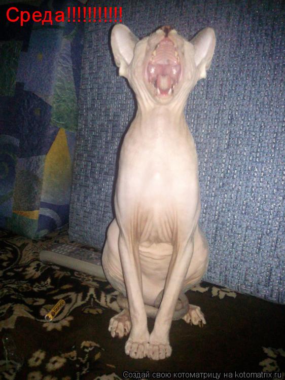 Среда!!!!!!!!!!!... Котоматрица: Среда!!!!!!!!!!!