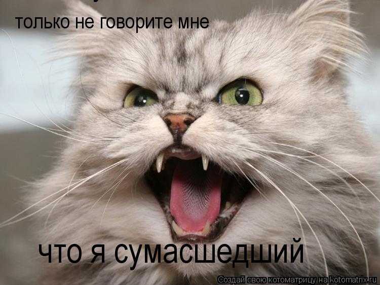 только не говорите мне что я сумасшедший что я сумасшедший... Котоматрица: только не говорите мне что я сумасшедший что я сумасшедший