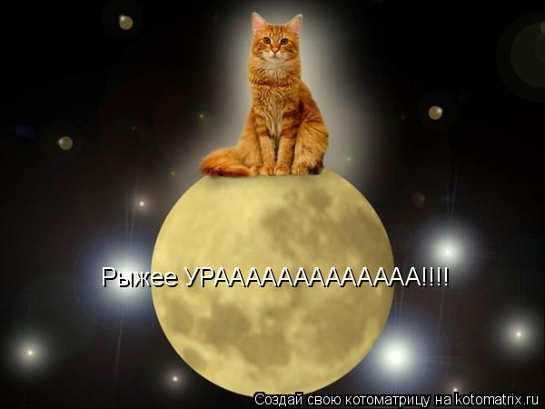 Рыжее УРААААААААААААА!!!!... Котоматрица: Рыжее УРААААААААААААА!!!!