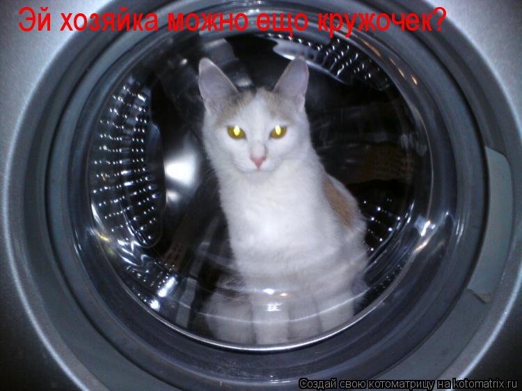 Эй хозяйка можно ещо кружочек?... Котоматрица: Эй хозяйка можно ещо кружочек?